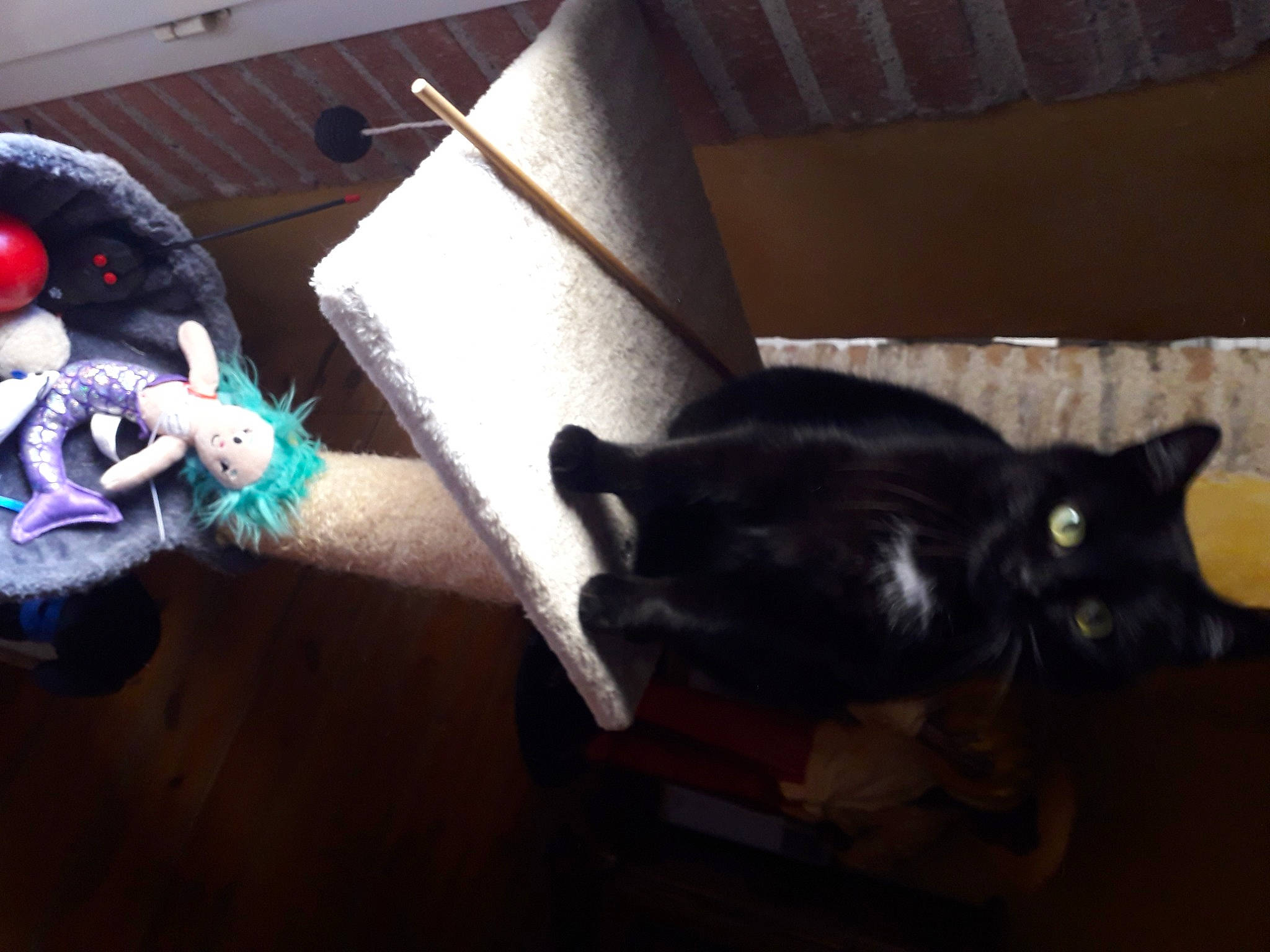 Alex participe au concours pour gagner de l'argent avec cette photo : black_cat, canidae, carnivore, cat, comfort, dog_breed, domestic_short_haired_cat, fashion_accessory, felidae, flooring, fur, hardwood, mammal, room, small_to_medium_sized_cats, sporting_group, tail, toy, vertebrate, whiskers