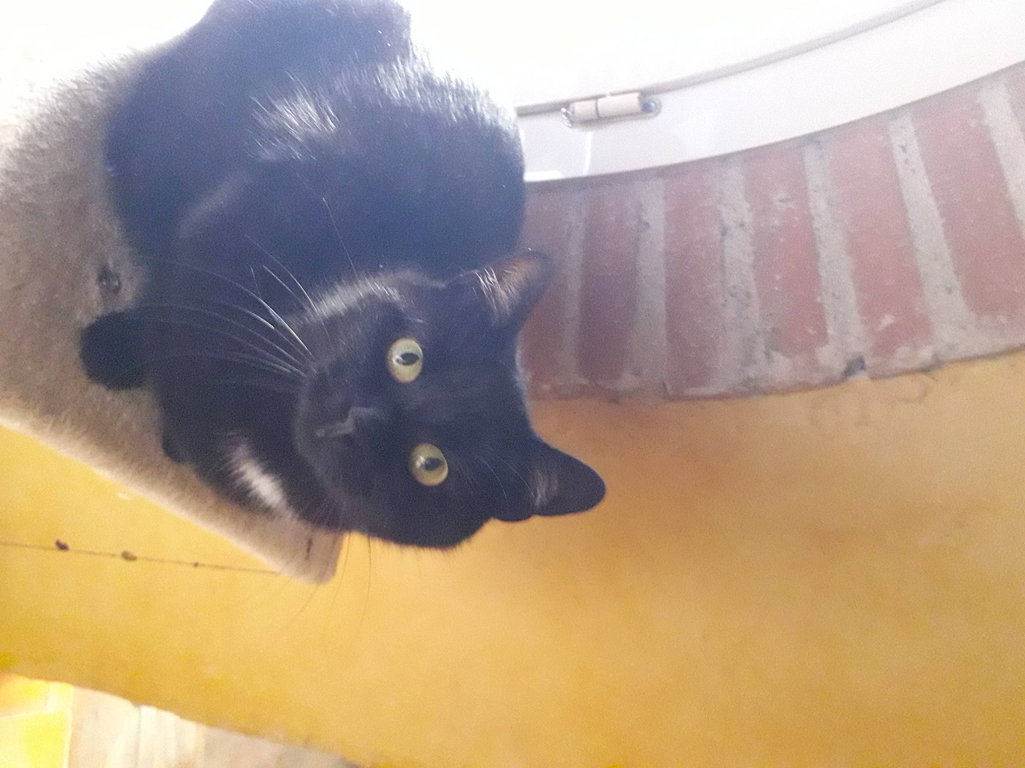 Alex a rejoint le concours — aidez-le/la à gagner de superbes lots ! black_cat, carnivore, cat, claw, comfort, domestic_short_haired_cat, felidae, fur, grey, small_to_medium_sized_cats, snout, tail, tints_and_shades, whiskers, wood