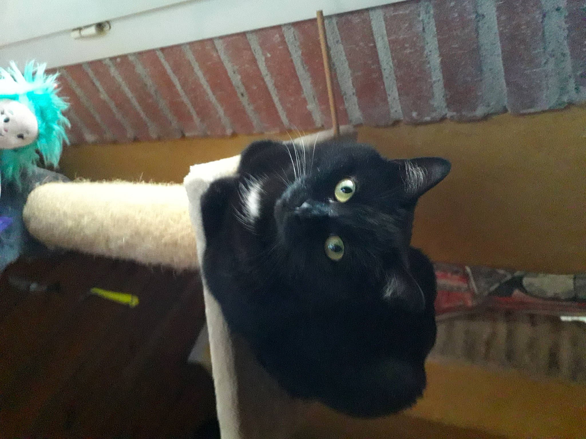 Alexia a rejoint le concours — aidez-le/la à gagner de superbes lots ! black_cat, bombay, carnivore, cat, comfort, domestic_short_haired_cat, felidae, flooring, fur, hardwood, mammal, room, small_to_medium_sized_cats, snout, tail, toy, vertebrate, whiskers, wood