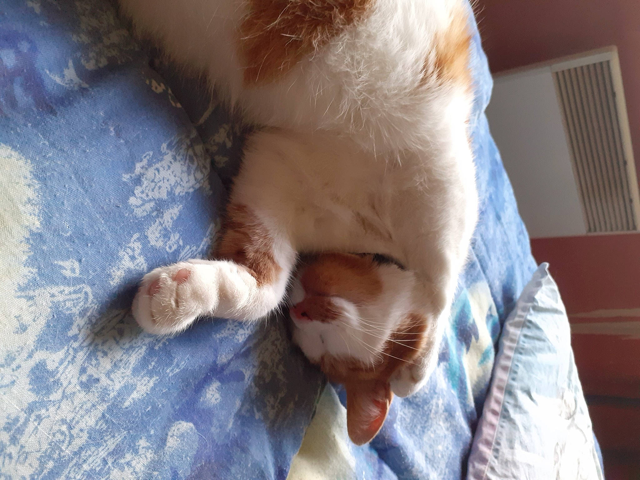 Brioche participe au concours pour gagner de l'argent avec cette photo : carnivore, cat, claw, comfort, companion_dog, domestic_short_haired_cat, eye, fawn, felidae, fur, gesture, nap, nose, paw, small_to_medium_sized_cats, snout, sporting_group, tail, whiskers, wood