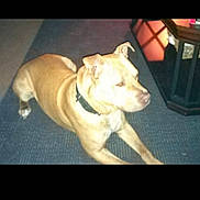 Colby Jack is registered to the contest to win money with this photo: dog, indoor, carpet, furniture, tan_dog, pet, animal, collar, lying_down, floor, light, shadow, side_view, canine, domestic_animal, mammal, companion, house, room, resting