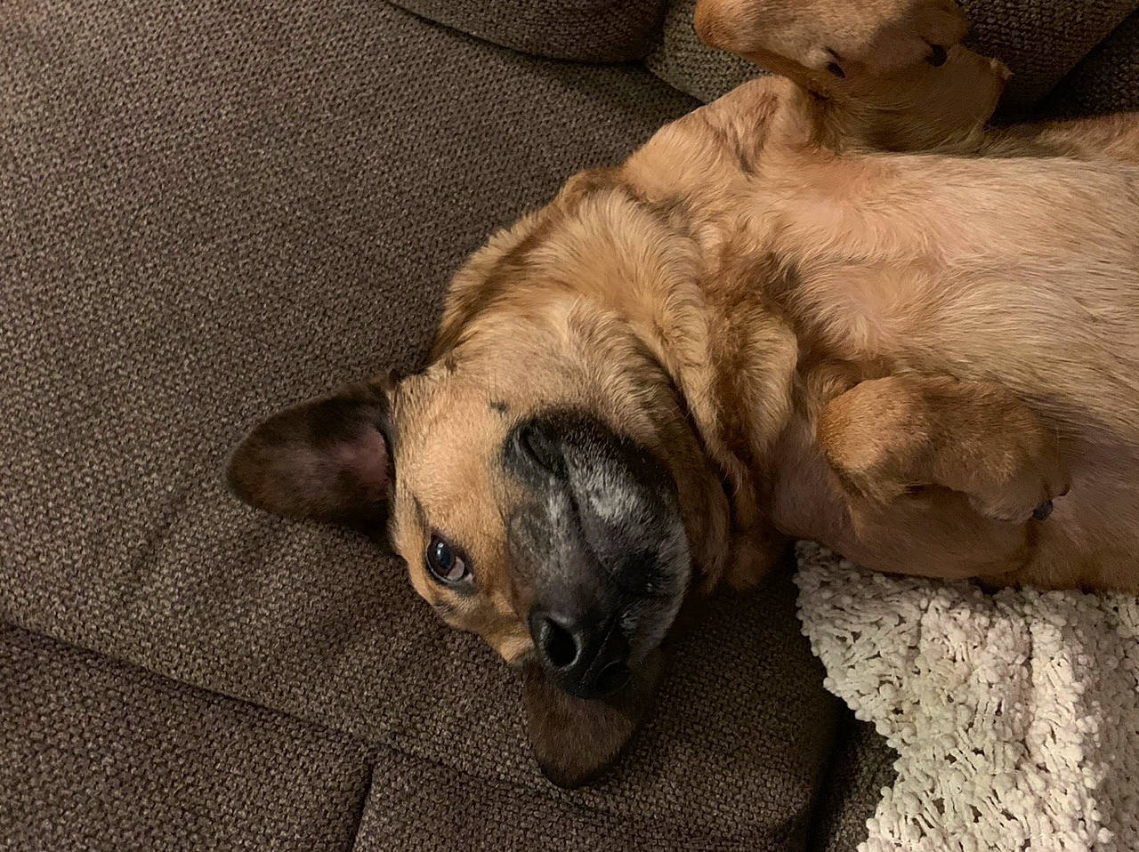 Cole is registered to the contest to win money with this photo: canidae, carnivore, companion_dog, dog, dog_breed, fawn, mammal, nap, pug, puppy, puppy_love, snout, sporting_group, vertebrate