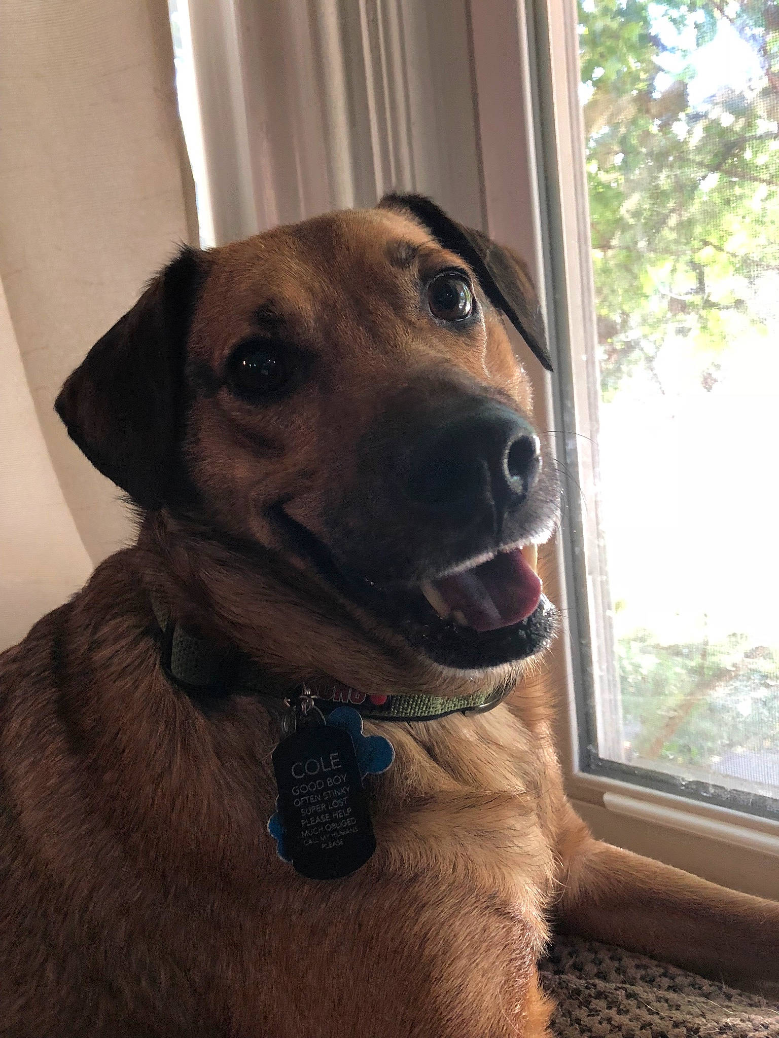Cole is registered to the contest to win money with this photo: black_mouth_cur, broholmer, canidae, carnivore, dog, dog_breed, fawn, hound, mammal, mountain_cur, potcake_dog, rhodesian_ridgeback, snout, sporting_group, vertebrate, whiskers