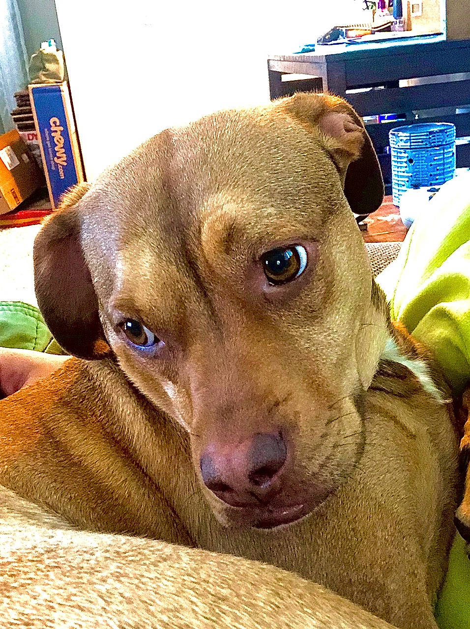 Frederick Doglass joined the competition — help win amazing prizes! canidae, carnivore, dog, dog_breed, ear, eye, fawn, feist, lurcher, mammal, mountain_cur, nose, potcake_dog, snout, sporting_group, vertebrate, whiskers