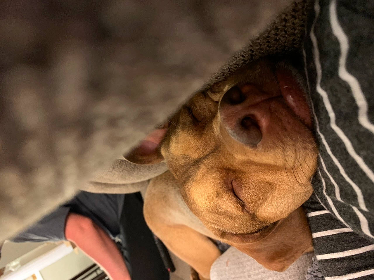 Frederick Doglass joined the competition — help win amazing prizes! eye, face, fawn, head, human, jaw, mouth, neck, nose, photography, skin, snout, wrinkle
