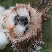 Floky participe au concours pour gagner de l'argent avec cette photo : dog, close_up, sleeping, fluffy, pet, cute, teeth, nose, fur, relaxed, indoors, blanket, toy, resting, animal, canine, soft, face, whiskers, ears