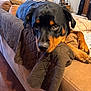 Kurama is registered to the contest to win money with this photo: animal, blanket, brown, canine, couch, daylight, dog, fur, furniture, home, indoor, living_room, paw, pet, portrait, quilted, relaxed, resting, rottweiler, window