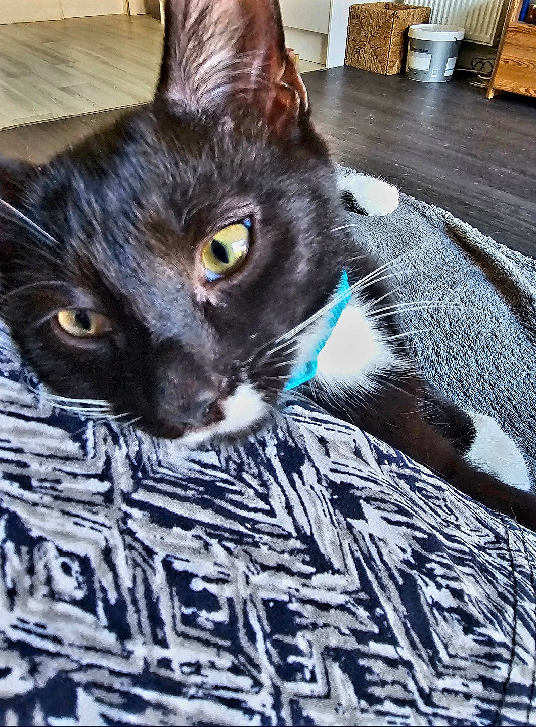 Smokey joined the competition — help win amazing prizes! black_cat, carnivore, cat, comfort, domestic_short_haired_cat, electric_blue, felidae, flooring, fur, grey, hardwood, havana_brown, iris, linens, pattern, pet_supply, small_to_medium_sized_cats, snout, whiskers, wood