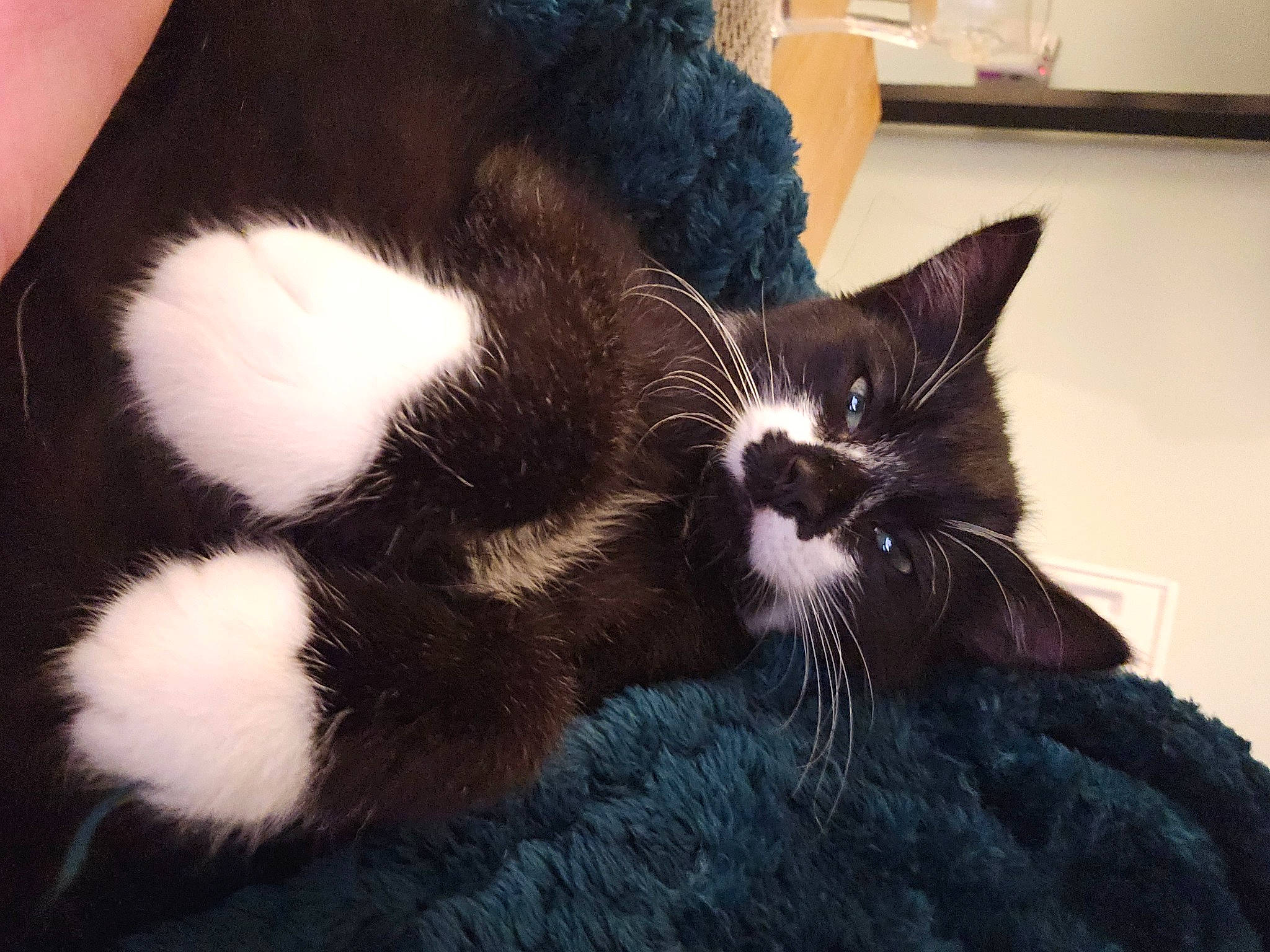 Oreo joined the competition — help win amazing prizes! carnivore, cat, claw, comfort, domestic_short_haired_cat, felidae, fur, paw, small_to_medium_sized_cats, snout, tail, terrestrial_animal, whiskers, window