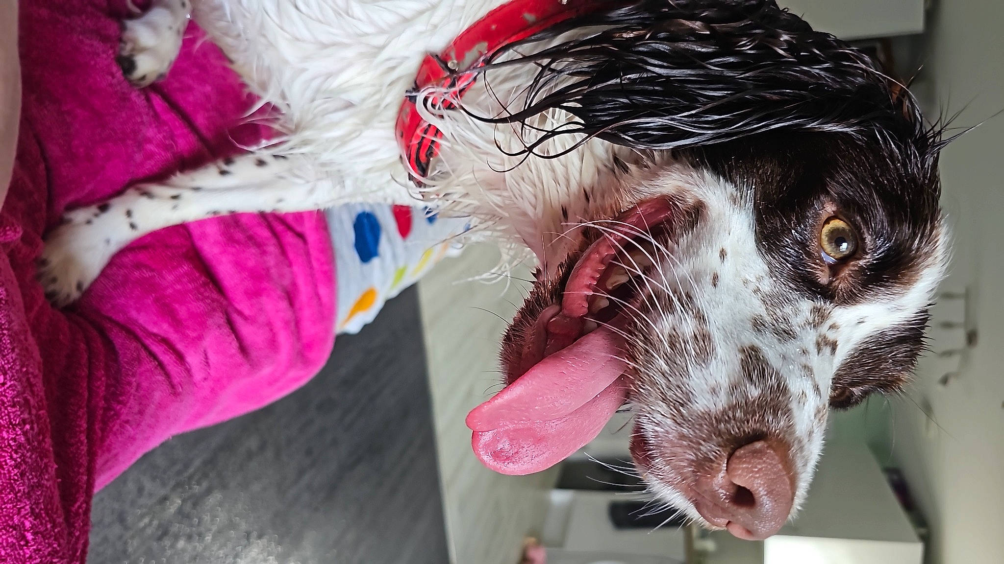 Daisy joined the competition — help win amazing prizes! canidae, carnivore, collar, companion_dog, dalmatian, dog, dog_breed, dog_collar, dog_supply, fang, fur, magenta, non_sporting_group, paw, pointing_breed, snout, sporting_group, whiskers, working_animal