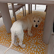 Belle participe au concours pour gagner de l'argent avec cette photo : puppy, dog, golden_retriever, under_table, orange_rug, patterned_rug, outdoor, furniture, glass_table, curious, young_dog, pet, animal, floor, legs, looking_back, white_fur, domestic, canine, home
