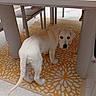puppy, dog, golden_retriever, under_table, orange_rug, patterned_rug, outdoor, furniture, glass_table, curious, young_dog, pet, animal, floor, legs, looking_back, white_fur, domestic, canine, home