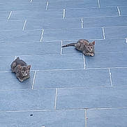 Mistigris a rejoint le concours — aidez-le/la à gagner de superbes lots ! abyssinian, angora, animal, architecture, blackcat, building, cat, egyptiancat, flagstone, homedecor, kitten, manx, path, pattern, pet, road, sidewalk, slate, tile, walkway