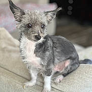 Rocky joined the competition — help win amazing prizes! alert, big_ears, black_nose, bokeh, brown_eyes, companion, couch, cozy, cute, dog, fur, indoor, living_room, paws, pet, portrait, scruffy, shallow_depth_of_field, sitting, small_dog