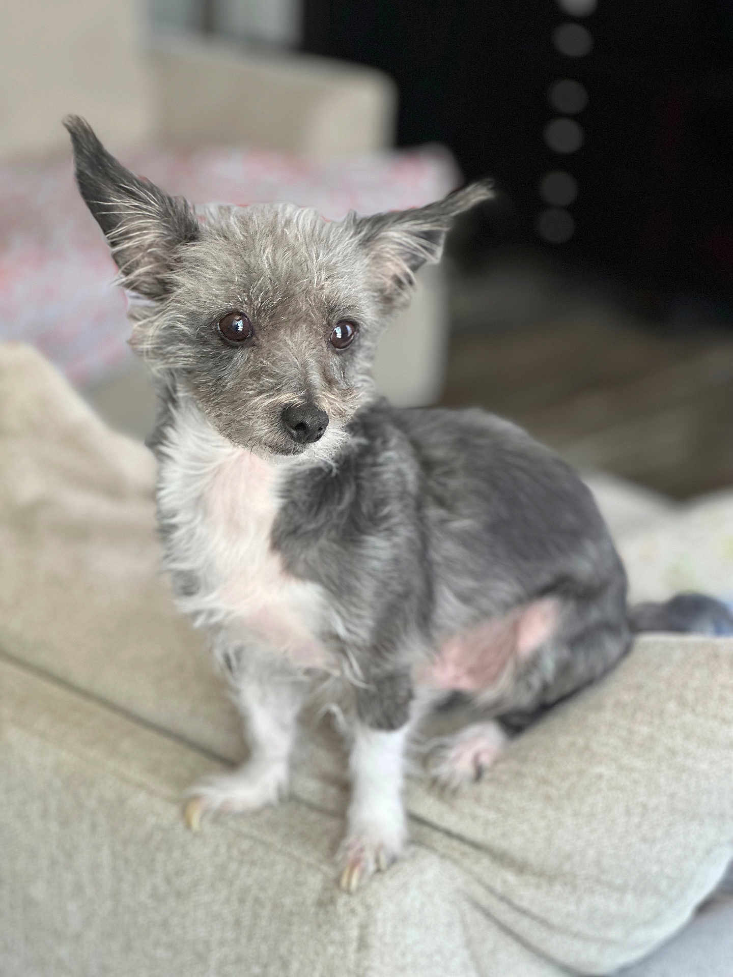Rocky joined the competition — help win amazing prizes! alert, big_ears, black_nose, bokeh, brown_eyes, companion, couch, cozy, cute, dog, fur, indoor, living_room, paws, pet, portrait, scruffy, shallow_depth_of_field, sitting, small_dog