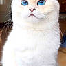Starlight is registered to the contest to win money with this photo: cat, white_cat, blue_eyes, fluffy, pet, animal, indoor, portrait, feline, cute, sitting, whiskers, fur, closeup, domestic_cat, calm, curious, soft_light, blue_surface, background_blur
