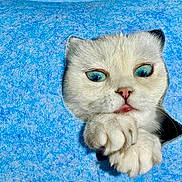 Starlight joined the competition — help win amazing prizes! cat, white_cat, blue_eyes, paw, curious, peeking, hole, texture, closeup, feline, cute, animal, playful, soft_fur, pet, indoor, portrait, whiskers, nose, ears