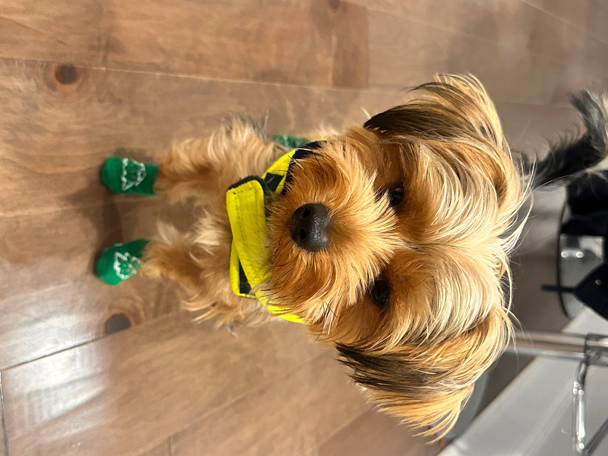 Junior joined the competition — help win amazing prizes! canidae, carnivore, companion_dog, dog, dog_breed, dog_clothes, dog_supply, fashion_accessory, fawn, flooring, fur, hardwood, liver, pet_supply, snout, sporting_group, tail, tennis_ball, toy_dog, wood