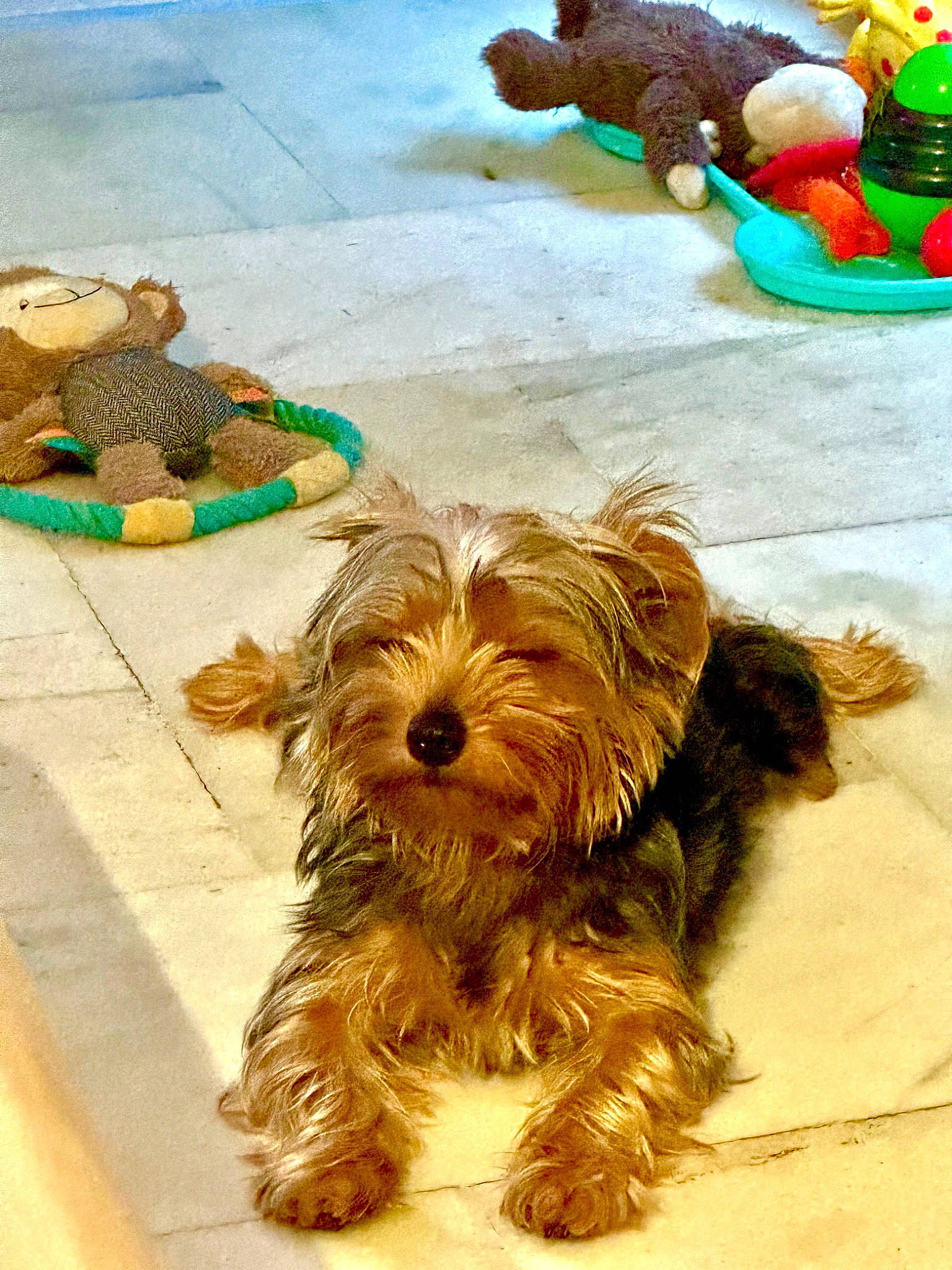 Junior is registered to the contest to win money with this photo: canidae, carnivore, companion_dog, dog, dog_breed, dog_supply, fur, green, liver, mammal, small_terrier, sporting_group, stuffed_toy, terrier, toy, toy_dog, vertebrate, water_dog, working_animal, yorkipoo