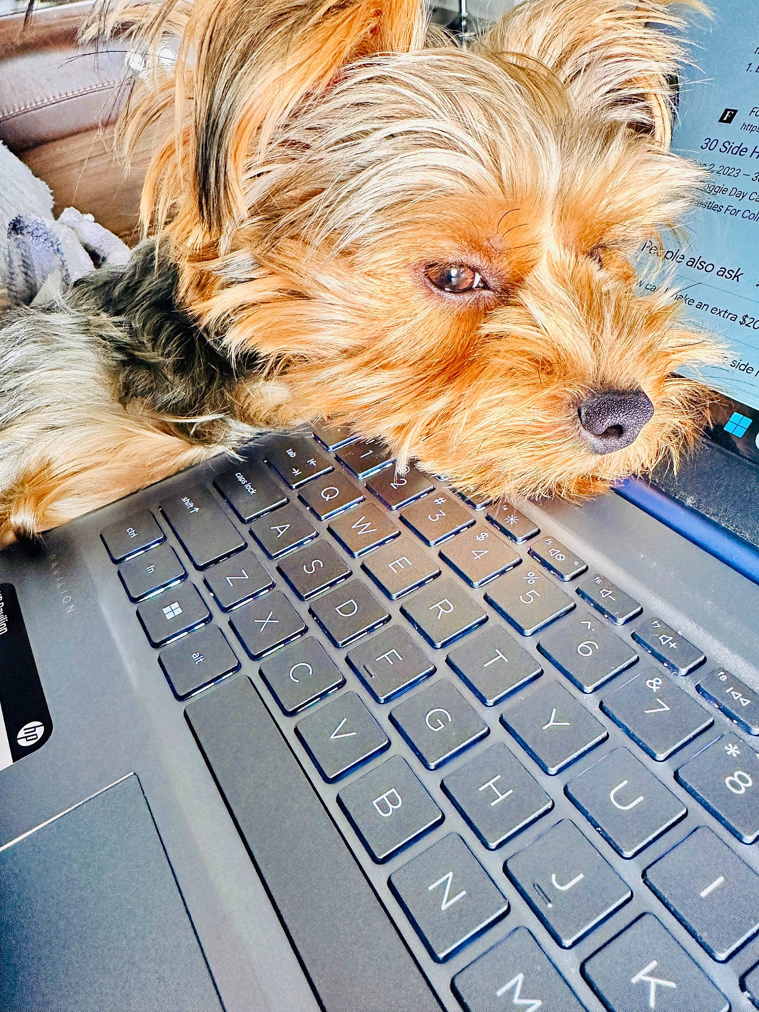 Junior is registered to the contest to win money with this photo: carnivore, companion_dog, computer, computer_component, computer_hardware, computer_keyboard, dog, dog_breed, gadget, input_device, laptop, liver, netbook, office_equipment, output_device, peripheral, personal_computer, space_bar, terrier, touchpad