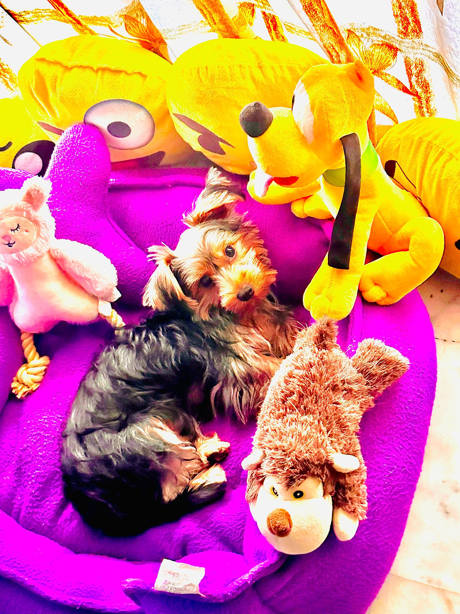 Junior is registered to the contest to win money with this photo: animation, art, canidae, carnivore, companion_dog, costume_hat, dog_breed, event, fictional_character, fun, fur, happy, magenta, mammal, pink, plush, purple, stuffed_toy, teddy_bear, toy