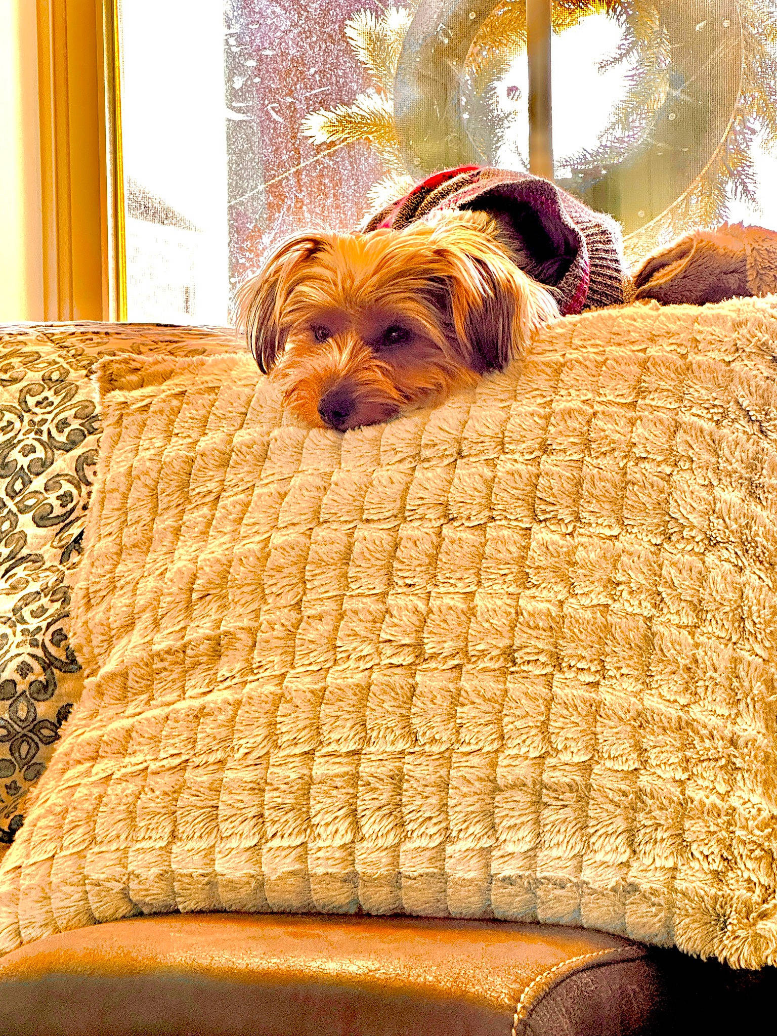 Junior is registered to the contest to win money with this photo: carnivore, comfort, companion_dog, couch, dog, dog_breed, dog_supply, fawn, flooring, fur, linens, liver, pet_supply, small_terrier, snout, terrestrial_animal, terrier, toy_dog, wood, working_animal