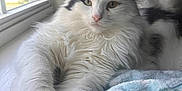 Jonathan Davis Jd joined the competition — help win amazing prizes! cat, fluffy, white, black, window, blinds, blanket, cozy, relaxed, indoor, pet, animal, fur, resting, soft, light, closeup, portrait, whiskers, paws