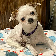 Lucky is registered to the contest to win money with this photo: dog, small_dog, white_dog, pet, collar, indoor, blanket, colorful, stars, dinosaurs, wood_paneling, floor, cute, curious, sitting, paw, fur, animal, domestic_animal, head_tilt
