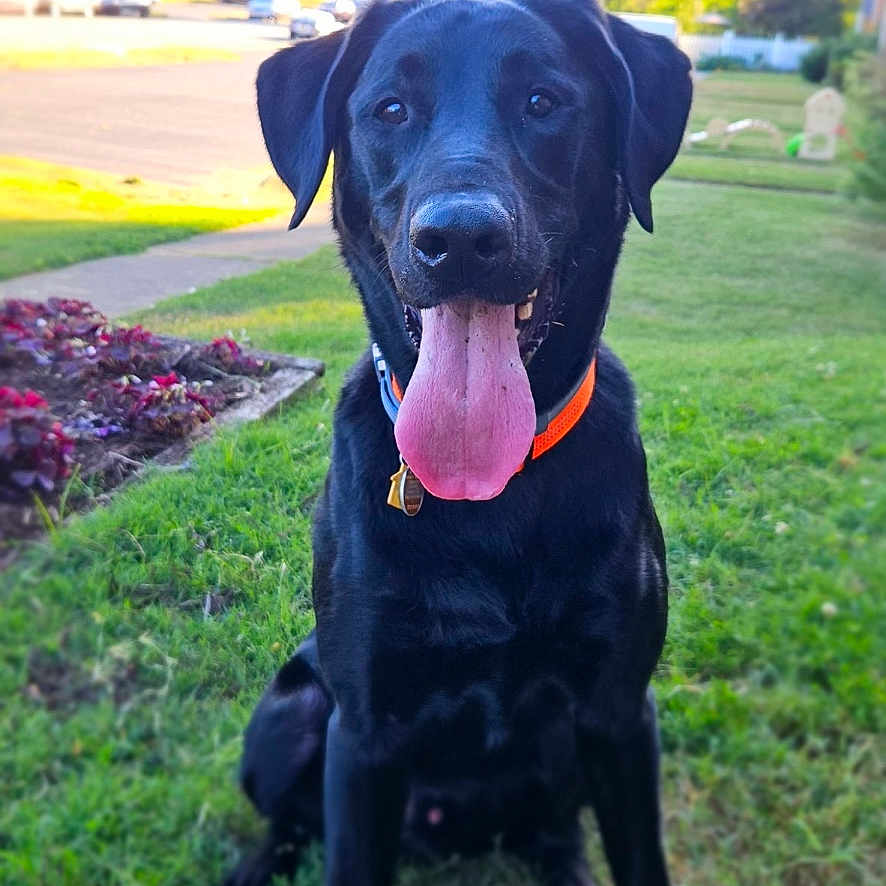 Joker Babone joined the competition — help win amazing prizes! animal, canine, car, dog, face, grass, head, labradorretriever, lawn, nature, outdoors, park, pet, plant, puppy, transportation, tree, vegetation, vehicle, yard