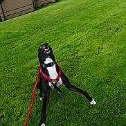 Buddy is registered to the contest to win money with this photo: dog, black_dog, white_paws, red_harness, leash, grass, lawn, house, brick_house, outdoor, playful, jumping, pet, canine, happy, greenery, daylight, nature, animal, suburban