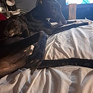 Buddy is registered to the contest to win money with this photo: bed, bedding, bedside_lamp, black_dog, blanket, cozy, dog, greyhound, home, indoor, long_legs, lying_down, muzzle, night, pair, paw, pet, resting, sleepy, tv_screen