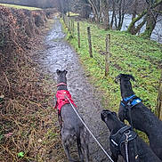 Blue is registered to the contest to win money with this photo: dog, leash, harness, muddy_path, fence, grass, trees, river, rural, overcast, nature, outdoor, walking, canine, trail, leafless_trees, person_hand, adventure, pets, wire_fence