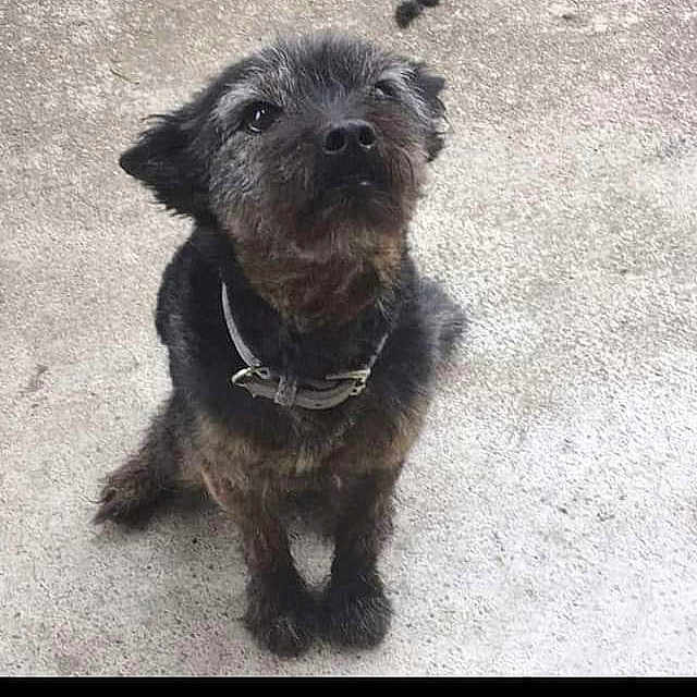 Kolo participe au concours pour gagner de l'argent avec cette photo : affenpinscher, bolonka, border_terrier, cairn_terrier, canidae, carnivore, dog, dog_breed, mammal, photo_caption, puppy, rare_breed_dog, schnoodle, small_terrier, snout, sporting_group, terrier, vertebrate