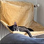 Sirius a rejoint le concours — aidez-le/la à gagner de superbes lots ! abyssinian, animal, armchair, bed, bedroom, blackcat, blanket, cat, chair, couch, cushion, furniture, homedecor, indoors, kitten, manx, person, pet, room, sleeping
