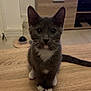 Sirius participe au concours pour gagner de l'argent avec cette photo : adult, animal, cat, computerhardware, electronics, entertainmentcenter, hardware, hardwood, indoors, interiordesign, kitten, male, man, monitor, person, pet, plywood, screen, tv, wood