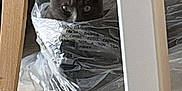Sirius participe au concours pour gagner de l'argent avec cette photo : abyssinian, animal, bag, blackcat, box, cat, couch, cushion, electronics, furniture, gray, homedecor, kitten, manx, pet, plastic, plasticbag, plasticwrap, screen, wood