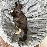 Sirius participe au concours pour gagner de l'argent avec cette photo : abyssinian, animal, bed, blanket, canine, cat, couch, cushion, dog, furniture, homedecor, indoors, kitten, manx, person, pet, sleeping