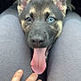 affection, animal, blue_eye, brown_eye, close_up, cute, dog, ears, gray_pants, hand, indoor, interaction, legs, person, pet, playful, puppy, snout, tongue, young_dog