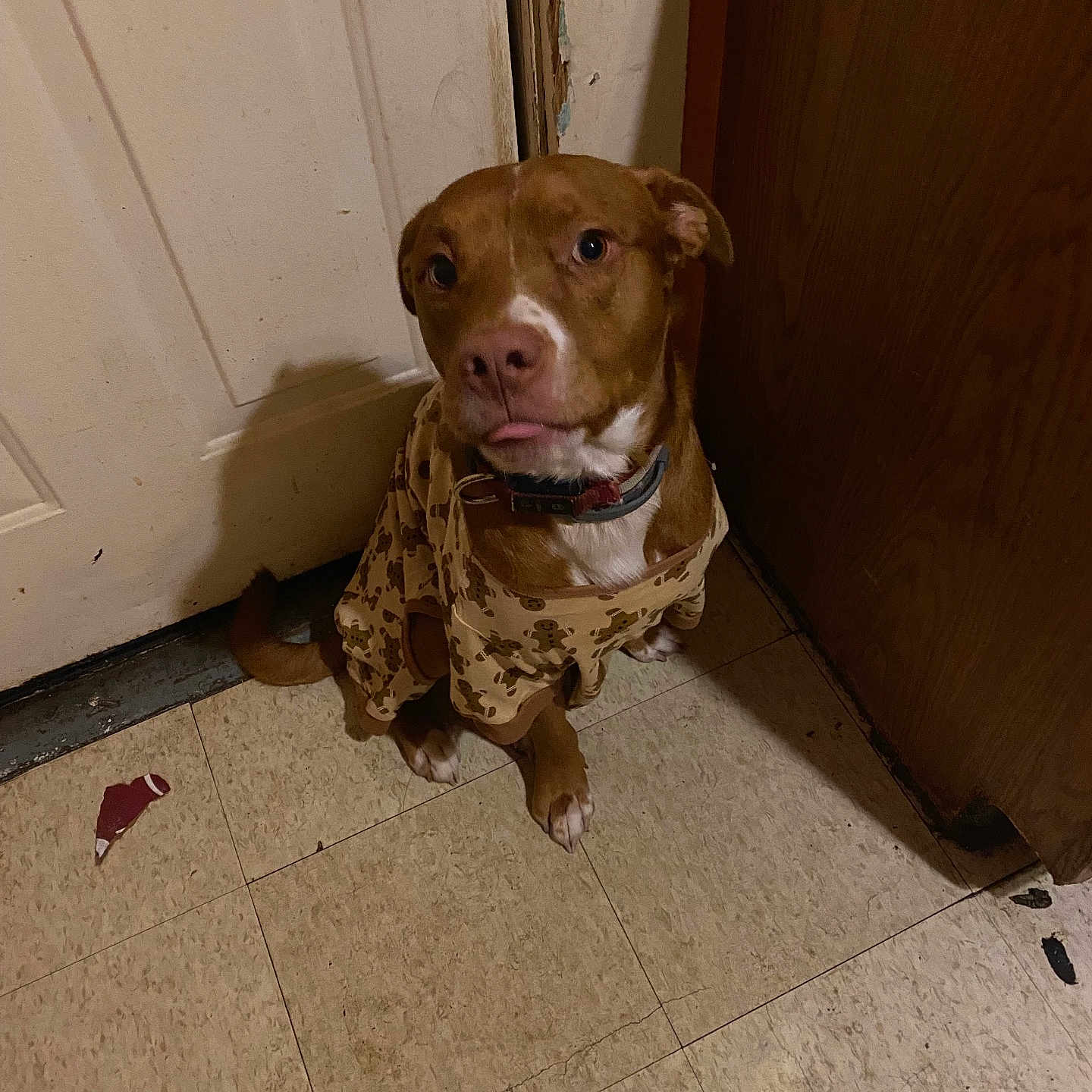 Ariat joined the competition — help win amazing prizes! animal, bulldog, canine, dog, door, face, hardwood, head, hound, indoors, interiordesign, person, pet, photography, pitbull, plywood, pointer, portrait, puppy, wood