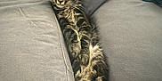 Oggy a rejoint le concours — aidez-le/la à gagner de superbes lots ! cat, kitten, tabby, couch, cushions, cozy, lounging, indoor, pet, fur, whiskers, paws, sleeping, relaxed, home, upholstery, blanket, nap, adorable, close_up