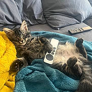 Oggy a rejoint le concours — aidez-le/la à gagner de superbes lots ! cat, kitten, remote_control, tv_remote, couch, blanket, pillow, sofa, cozy, pet, indoor, fur, paws, cute, lying_on_back, living_room, whiskers, domestic_cat, relaxing, plush