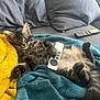 cat, kitten, remote_control, tv_remote, couch, blanket, pillow, sofa, cozy, pet, indoor, fur, paws, cute, lying_on_back, living_room, whiskers, domestic_cat, relaxing, plush