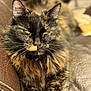Pandora participe au concours pour gagner de l'argent avec cette photo : cat, tortoiseshell, feline, pet, animal, fur, whiskers, couch, leather, blanket, indoor, cozy, relaxed, portrait, closeup, sitting, eyes, face, paw, furry