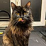 Pandora a rejoint le concours — aidez-le/la à gagner de superbes lots ! cat, tortoiseshell, fluffy, tongue_out, pet, indoor, kitchen, window, countertop, animal, feline, cute, whiskers, ears, fur, yellow_eyes, domestic_cat, sitting, muzzle, curious