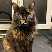 Pandora a rejoint le concours — aidez-le/la à gagner de superbes lots ! cat, tortoiseshell, fluffy, tongue_out, pet, indoor, kitchen, window, countertop, animal, feline, cute, whiskers, ears, fur, yellow_eyes, domestic_cat, sitting, muzzle, curious