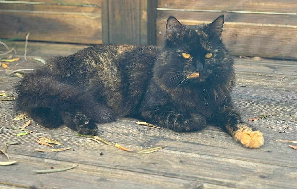 Pandora a rejoint le concours — aidez-le/la à gagner de superbes lots ! cat, tortoiseshell, outdoor, wooden_deck, leaves, animal, pet, feline, resting, fur, nature, daylight, relaxed, closeup, yellow_eyes, quiet, calm, wildlife, mammal, beautiful