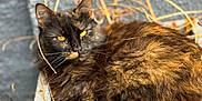 Pandora participe au concours pour gagner de l'argent avec cette photo : cat, tortoiseshell, feline, animal, pet, fur, whiskers, ears, yellow_eyes, plant_pot, outdoor, nature, twigs, relaxing, close_up, sleepy, resting, sunlight, texture, cozy