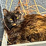 cat, tortoiseshell, feline, animal, pet, fur, whiskers, ears, yellow_eyes, plant_pot, outdoor, nature, twigs, relaxing, close_up, sleepy, resting, sunlight, texture, cozy