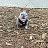 animal, cute, daylight, dog, ears_up, french_bulldog, happy, leaves, mulch, nature, outdoor, park, pet, playful, puppy, sidewalk, sitting, small_dog, tongue_out, young_dog
