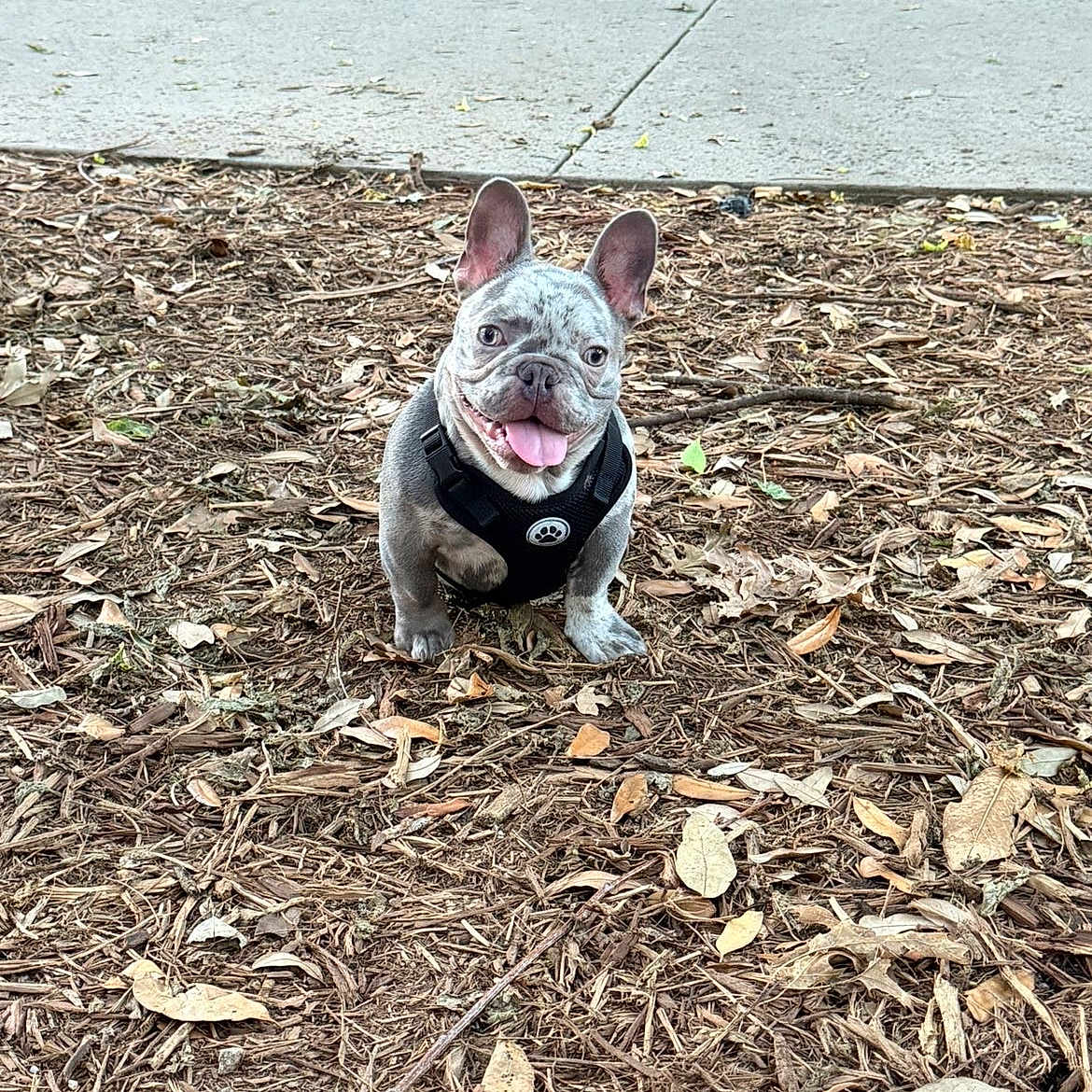 Rocky